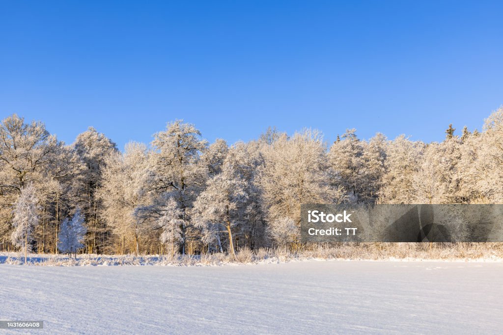 Snowy field by a frosty woodland a sunny cold winter day Winter Stock Photo