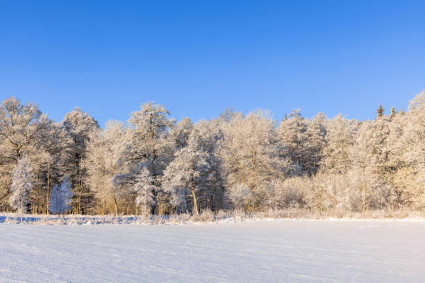 Snowy field by a frosty woodland a sunny cold winter day Snowy field by a frosty woodland a sunny cold winter day bare tree snow tree winter stock pictures, royalty-free photos & images