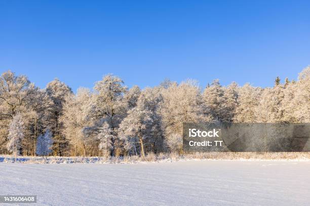Snowy Field By A Frosty Woodland A Sunny Cold Winter Day Stock Photo - Download Image Now