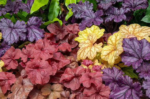 Heuchera also known as alumroot and coral bells are native to North America.