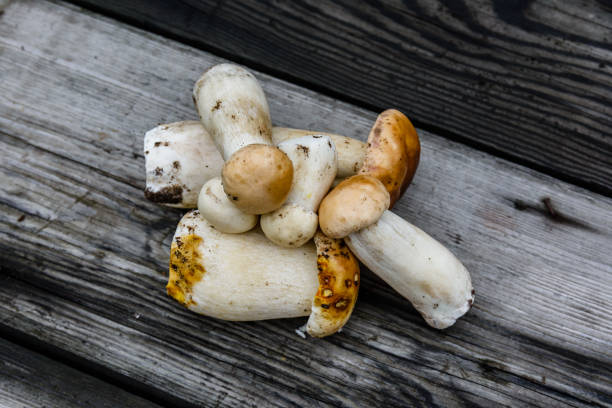 istock Freshly picked porcini mushrooms on a rustic wooden table. Top view 1431608892