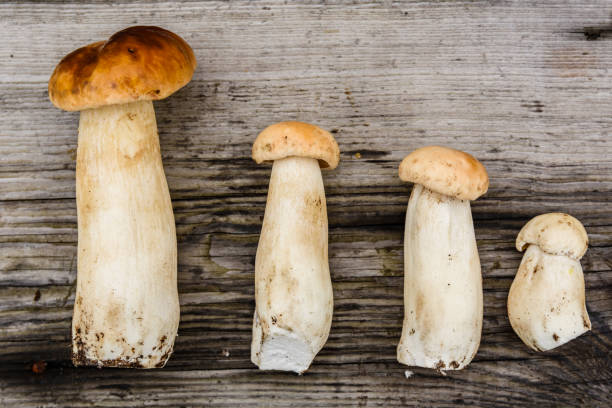 istock Freshly picked porcini mushrooms on a rustic wooden table. Top view 1431608893
