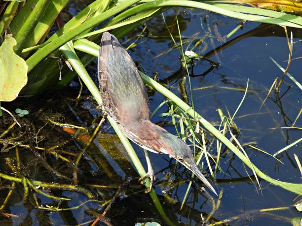 green heron (butorides virescens) - foraging in the wetlands - virescens imagens e fotografias de stock