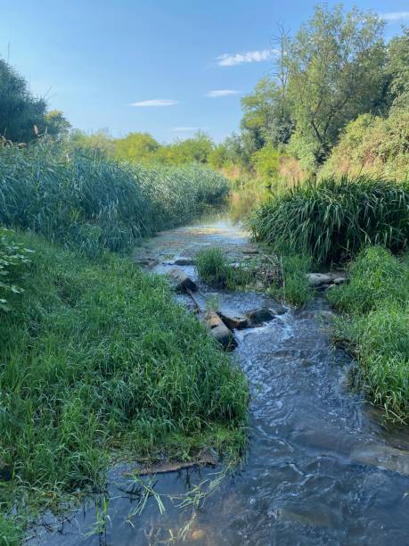 istock Quiet river shore scene with green herbs and tree forest reflection on a blue sunny sky 1431610508