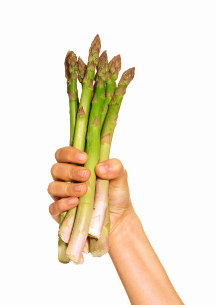 tenere un mazzo di asparagi freschi - 11900 foto e immagini stock