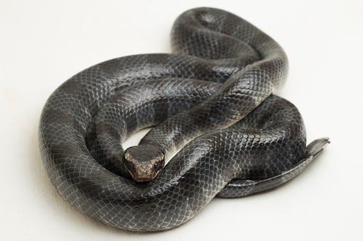 Anaconda snake coiled on grass, Los Llanos, Venezuela.