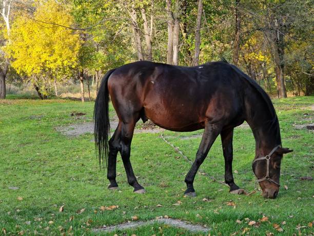 istock the horse eats grass on the lawn in the forest 1431611998