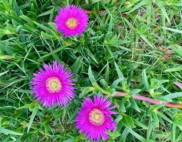 Horizontal looking down 'Pigface' pink-purple flowers of succulent vine - Carpobrotus glaucescens - on sand dune on beach walk on coastline of Brunswick Heads beach NSW Australia