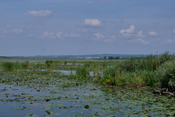 istock Druzno Lake in summer 1431615800