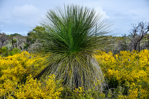 Australian nature. Native plants.