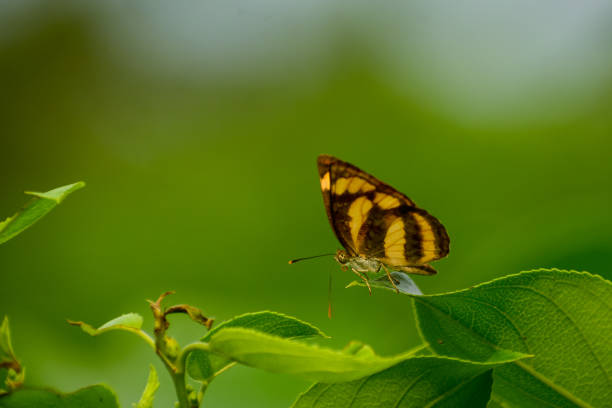 istock Nymphalidae butterfly resting on a green leaf 1431617151