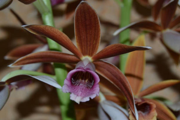 istock Phaius Tankervilleae Orchid Flower 1431617526