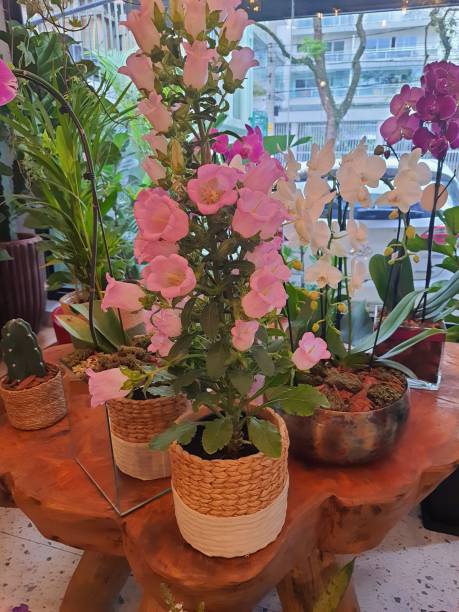 istock Flower pots on a rustic wooden table, made with tree trunk . 1431617606