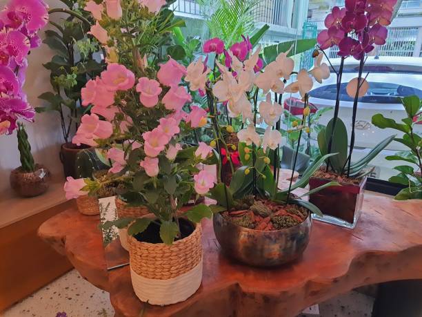 istock Flower pots on a rustic wooden table, made with tree trunk . 1431617785