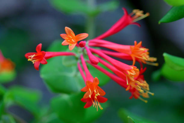 istock Lonicera sempervirens  / Trumpet honeysuckle 1431618657
