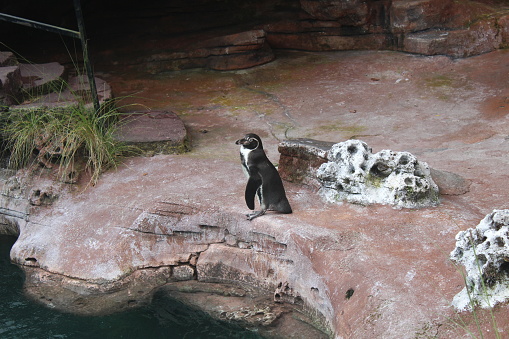 Group of penguins on rocks in zoo