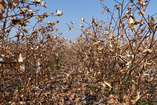 A cotton field after picking with the plants without the cotton