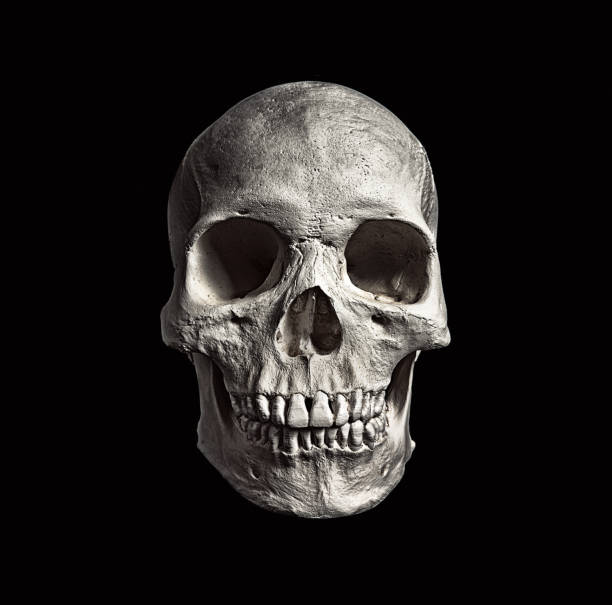 Human skull, a symbol of death or evil. stock photo