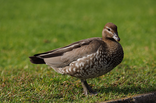 Maned duck, also known as Australian wood duck, in the morning sun.