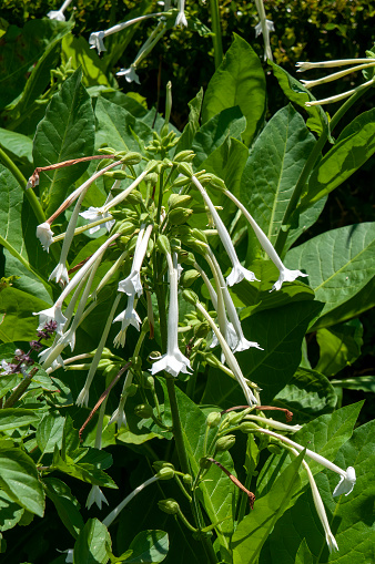 Nicotiana sylvestris is a  plant in the nightshade family, also known as woodland tobacco, flowering tobacco, or South American tobacco. It is a biennial or short-lived perennial plant native to the Andes region in Argentina and Bolivia, in South America.