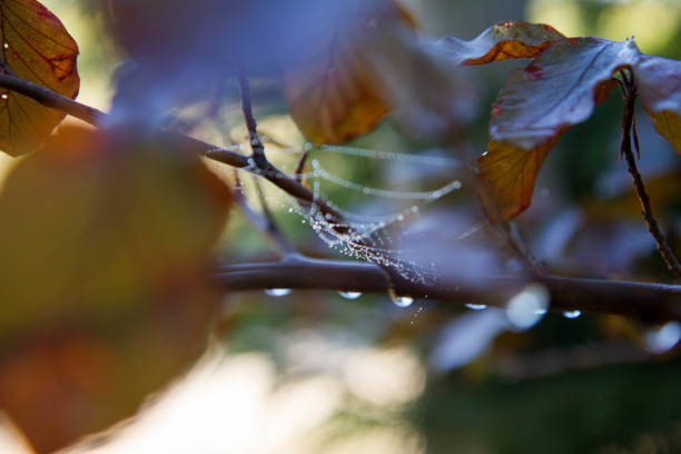 istock Spiderweb on a branch of the Red Beech 1431626454