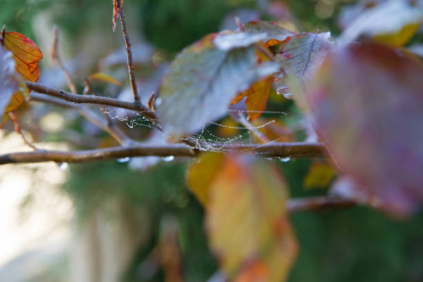 istock Spiderweb on a branch of the Red Beech 1431626468