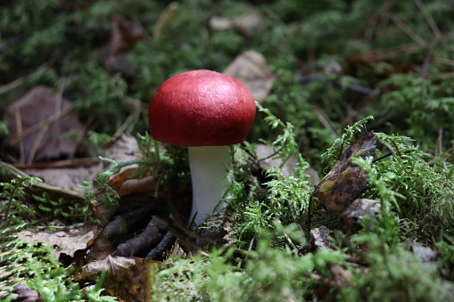 Toadstool in close up