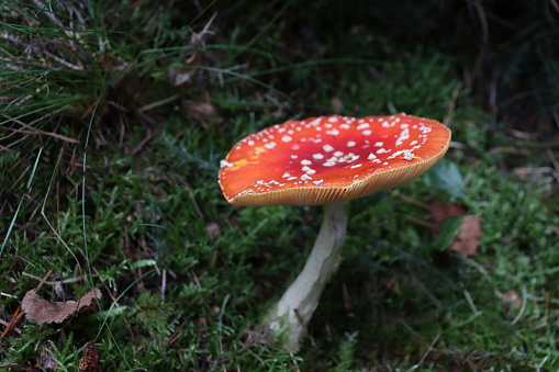 Toadstool in close up
