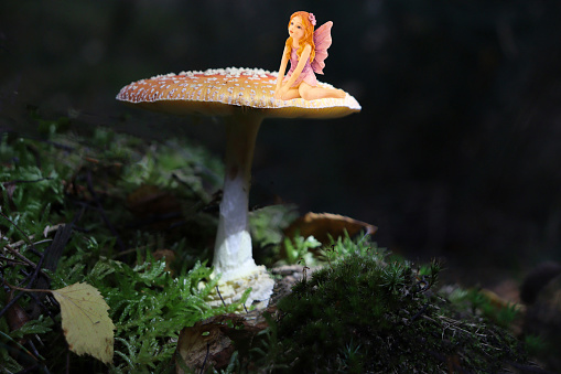 Toadstool and fairy