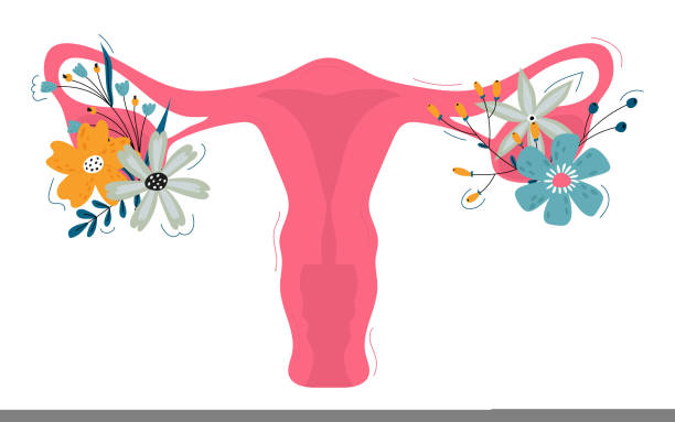 Female Reproductive System with Flowers. Female Reproductive System with Flowers. Feminine Gynecology. Anatomical Female Uterus, Ovaries. Vagina Symbol Menstruation. Hand Drawn Uterus, Womb Female Reproductive Organs. Vector illustration. diagram of female reproductive system drawings stock illustrations