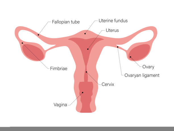 Healthy female reproductive system Healthy female reproductive system - Uterus and Ovaries in Flowers. Blooming womb with crescent. Floral Anatomy Scheme - Gynecology Theme. Patient-friendly infographics with text. Symbol of femininity diagram of female reproductive system drawings stock illustrations