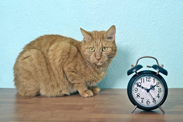 istock Cute ginger cat sitting next to a retro alarm clock on the table. 1431637818