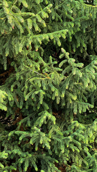 Pine tree branches in a daylight in close-up. Bright green Christmas tree branches in a daylight in close-up