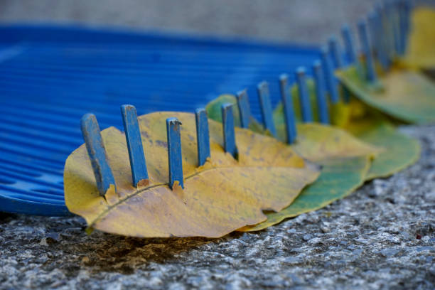 blue plastic gardening rake with autumn leaves.