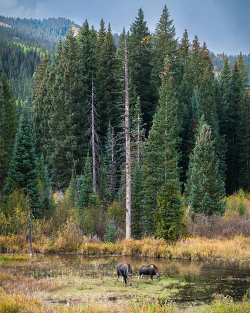 istock Moose in the Colorado Rocky Mountains 1431644635