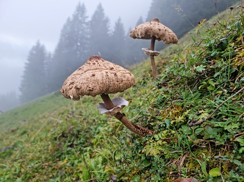 Macrolepiota procera (parasol mushrooms) on an alpine meadow. The image was captured during a foggy day in autumn season at an altitude of 1700m in the swiss mountains (canton of glarus).