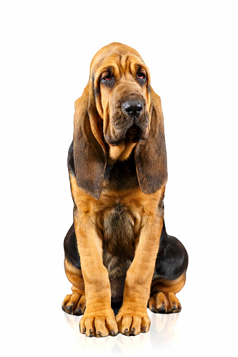 Brown bloodhound puppy sitting and looking at the camera. Isolated on white background.