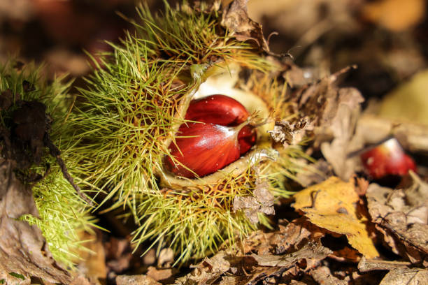 castañas dulces caídas en una concha abierta que yace en el suelo del bosque. - sweet food chestnut yellow brown fotografías e imágenes de stock