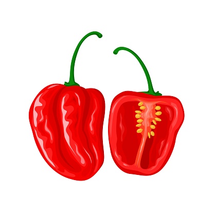 Vector illustration, red habanero chili, whole and sliced, isolated on white