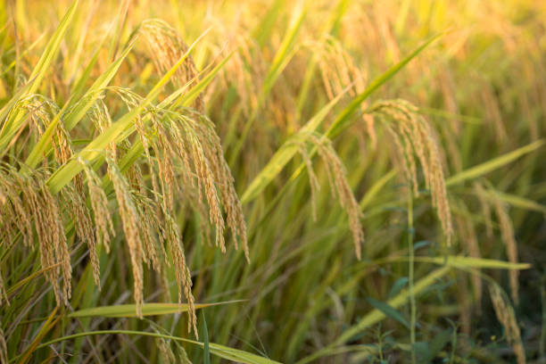 istock A ripe ear of rice 1431653917