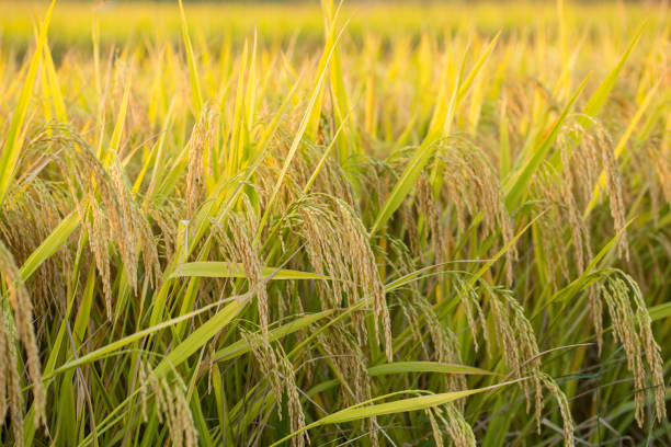Ripe, rice ear, paddy field, harvest, rice, field, rice, grain, golden, organic, plant, crop