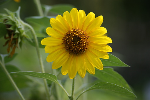 Common sunflower (Helianthus annuus) Annual sunflower