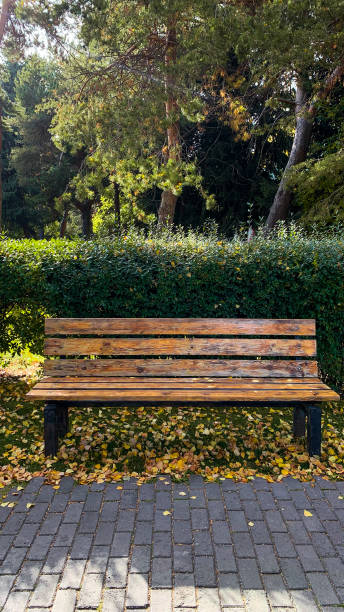 istock Wooden bench in a park in a daylight 1431655477