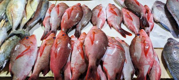 Fresh Red snapper Fish Fresh Red snapper Fish displayed on seafood market fillet red snapper fish raw stock pictures, royalty-free photos & images