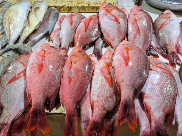 Fresh Red snapper Fish Fresh Red snapper Fish displayed on seafood market fillet red snapper fish raw stock pictures, royalty-free photos & images