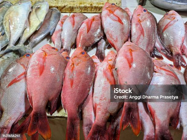 Snapper Fish Cos Fresh Red Snapper Fish Stock Photo - Download Image Now - Animal ...