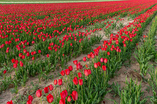Red Tulips at Field in Spring