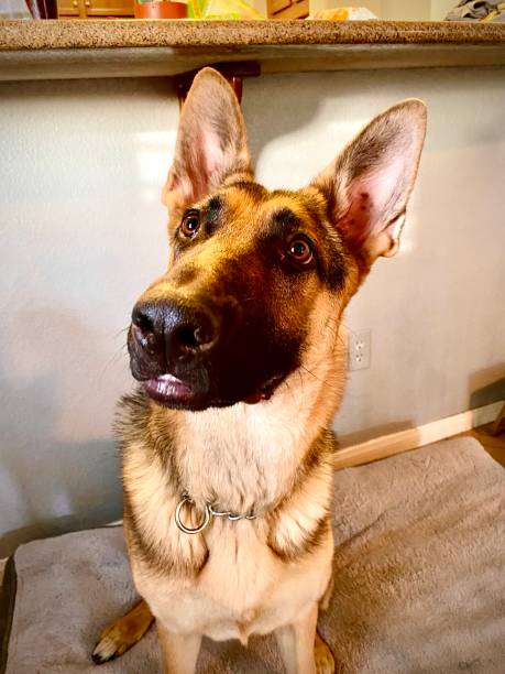 istock Future Police Dog Series 2 1431658996