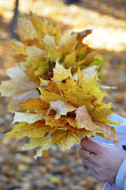 istock girl with autumn leaves 1431672678