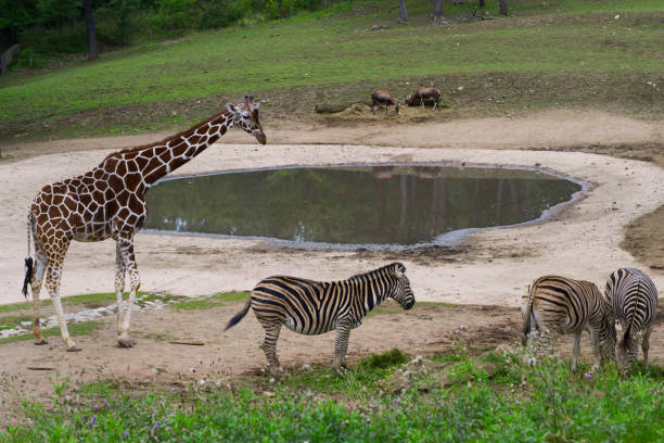 istock Giraffe and zebra at waterhole in Africa 1431680745